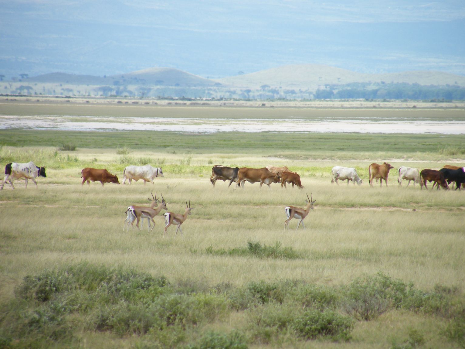 Restore the rangelands for a just recovery