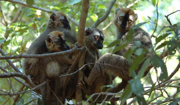 90% of lemur species are threatened