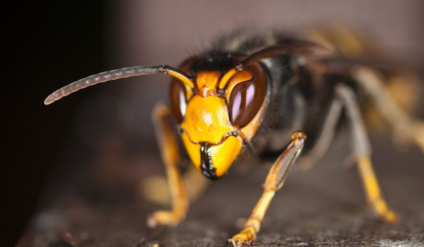 Invasive Asian hornet