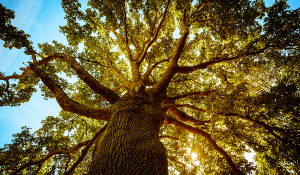 looking straight up a big tree from the ground