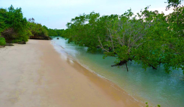 view along a sandy beach with water and mangroves on left