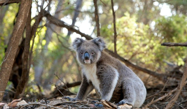 Koala