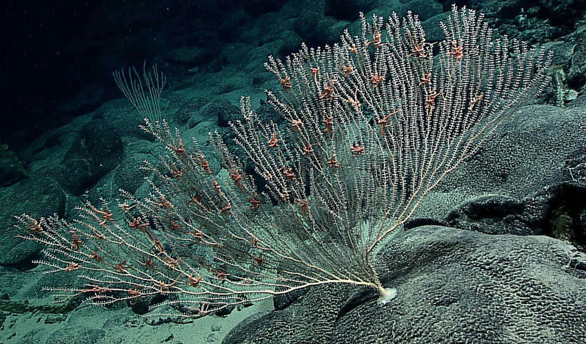 Brittle Star Colony