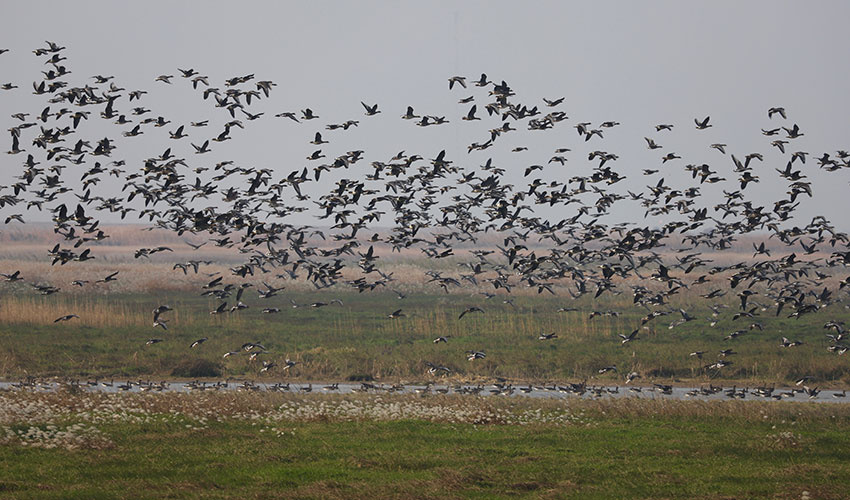 Tundra bean geese 