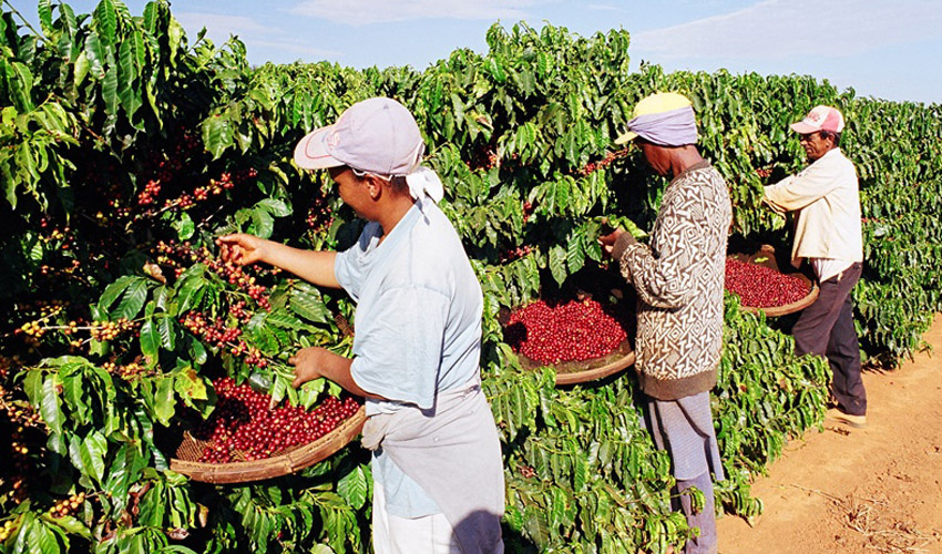 Coffee production relies on clean, abundant water supplies