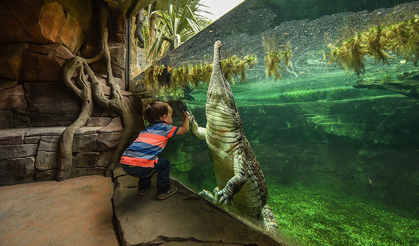 Child and crocodile