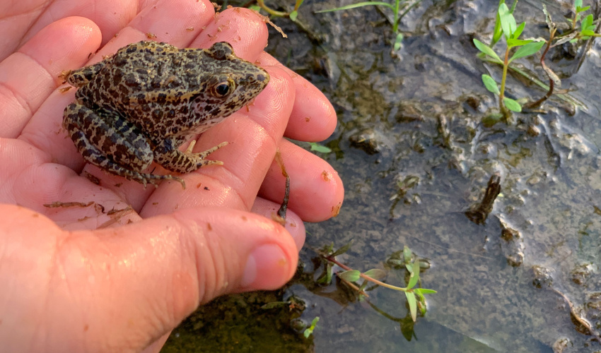 A Critically Endangered dusky gopher froglet