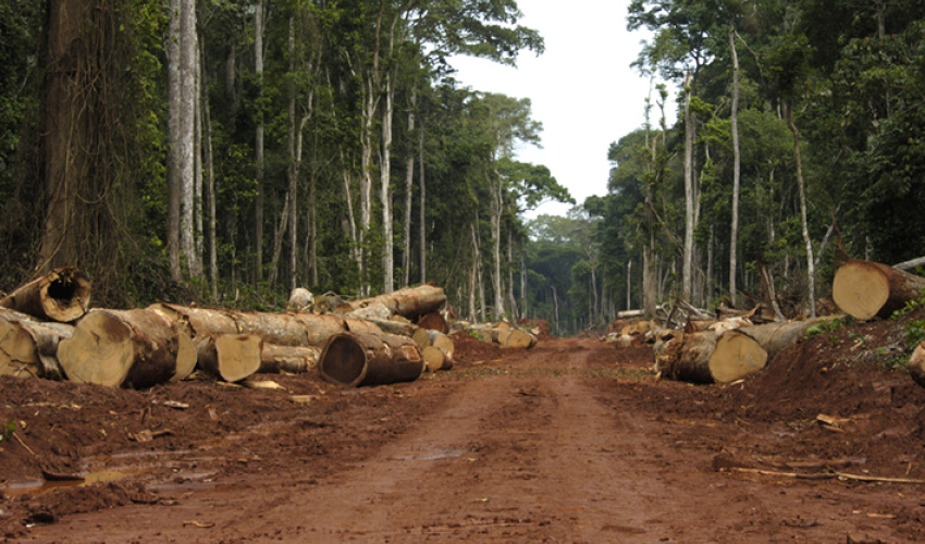 Logging road in a tropical forest close to Quesso, north of Odzala-Kokoua NP, Republic of the Congo.