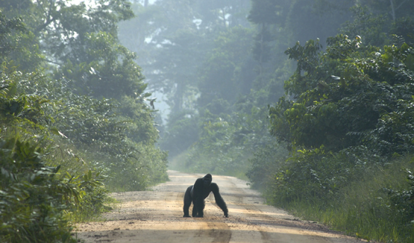 Lowland Gorilla, Kabo logging area, Republic of the Congo