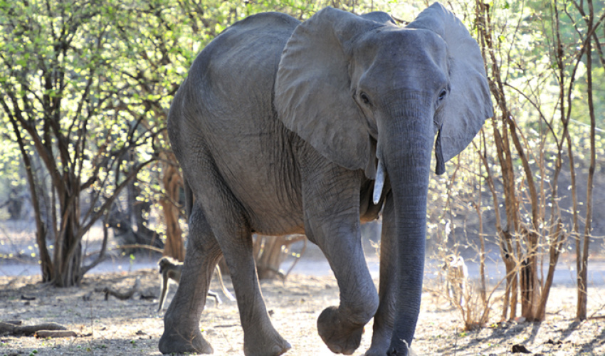 African savanna elephant, Mana Pools, Zimbabwe