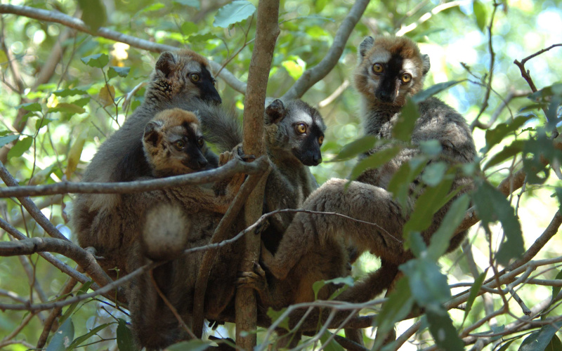 90% of lemur species are threatened