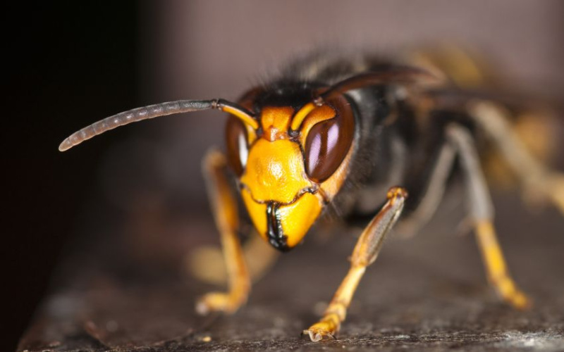 Invasive Asian hornet