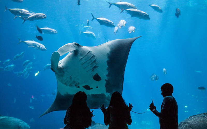 Manta ray and visitors