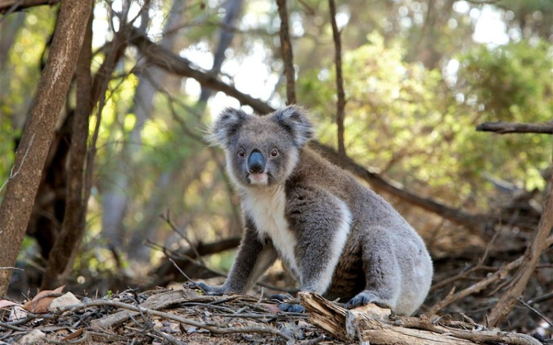 Koala