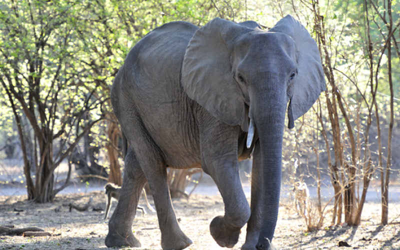 African savanna elephant, Mana Pools, Zimbabwe