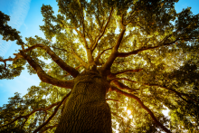 looking straight up a big tree from the ground