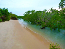 view along a sandy beach with water and mangroves on left