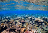 GBR corals