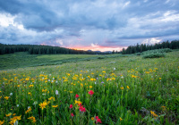 a meadow with wildflowers