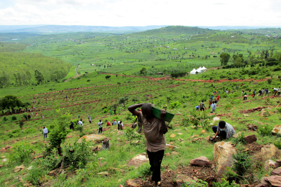 green field with people planting over large area